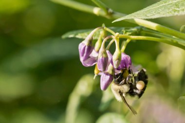 Yaban arısı tozlaşan mor itüzümü kır çiçekleri yaklaşır