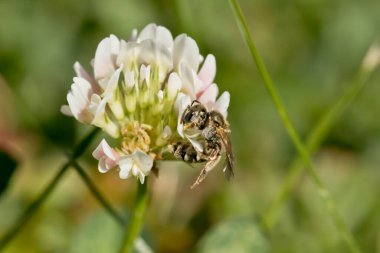 Beyaz yonca çiçeğini dölleyen yaban arısı