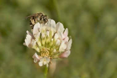 Beyaz bir çiçekte tatlı bir arı