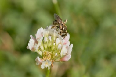 Bir arı ve çiçeğin yakın plan fotoğrafı.