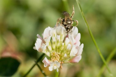 Beyaz yonca çiçeğinin yaban arısı tarafından döllenmesi 