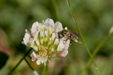 Yoncayı dölleyen bir yaban arısının makrofotoğrafçılığı
