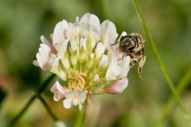 Yaban arısı ve beyaz yonca çiçeği