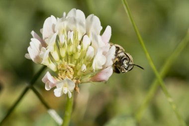 Beyaz yonca çiçeğini dikizleyen yaban arısı.