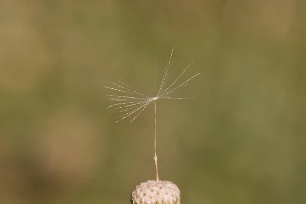 One Dandelion Seed Isolated Blurred Background — Stock Photo, Image