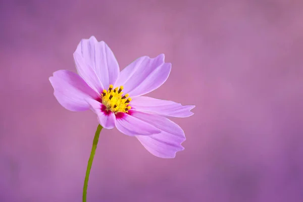 Beatiful Cosmos Floare Fundal Texturat — Fotografie, imagine de stoc