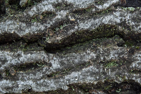 木の上の苔 — ストック写真