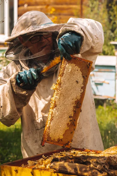 El apicultor sostiene un marco con miel y abejas en sus manos. Trabajo en el colmenar —  Fotos de Stock