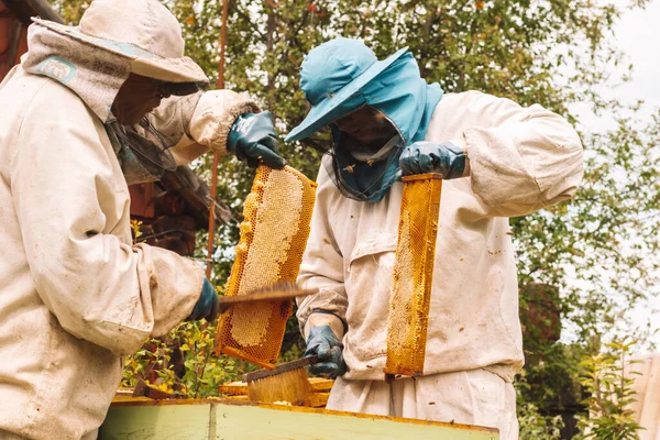 El apicultor sostiene un marco con miel y abejas en sus manos. Trabajo en el colmenar —  Fotos de Stock