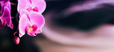 Güzel taze orkide çiçeği fotokopi alanını kapatır. Çiçek arka planı.