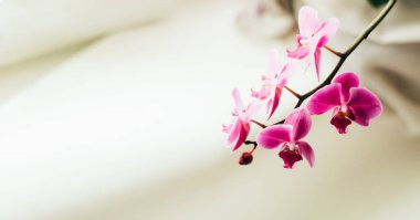 Güzel taze orkide çiçeği fotokopi alanını kapatır. Çiçek arka planı.