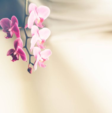 Güzel taze orkide çiçeği fotokopi alanını kapatır. Çiçek arka planı.