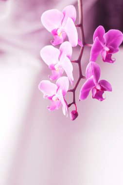 Güzel taze orkide çiçeği fotokopi alanını kapatır. Çiçek arka planı.