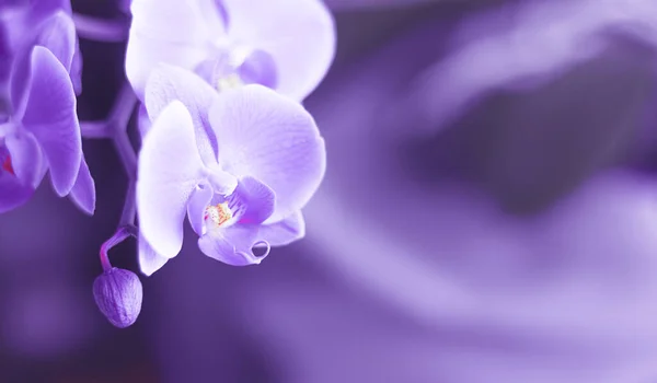 Güzel taze orkide çiçeği fotokopi alanını kapatır. Çiçek arka planı. — Stok fotoğraf