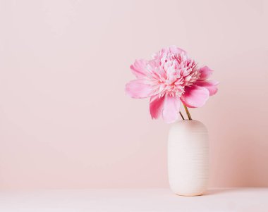 Pembe şakayık bir çiçek vazodaki bir masanın üzerinde pastel pembe bir arka planda duruyor. Boşluğu Kopyala 