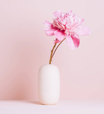 Pembe şakayık bir çiçek vazodaki bir masanın üzerinde pastel pembe bir arka planda duruyor. Boşluğu Kopyala 