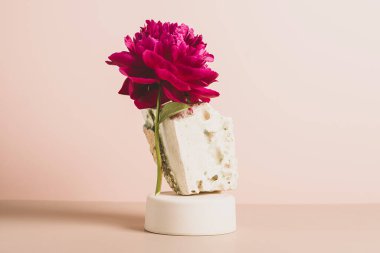 Modern podyum ahşap geometrik şekiller taş yeşil bitki çiçekleri şakayık pastel arka plan. Soyut arkaplan