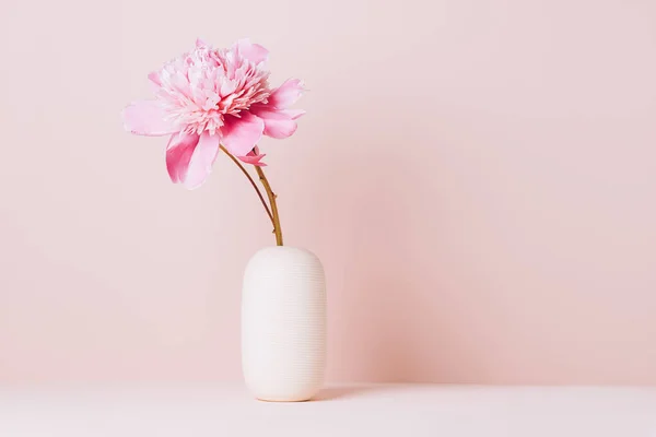 분홍색의 조랑 꽃 한 송이가 꽃병에 놓여 있는 탁자 위에서 파스텔 핑크 색 배경을 반대하고 있다. 복사 우주 — 스톡 사진
