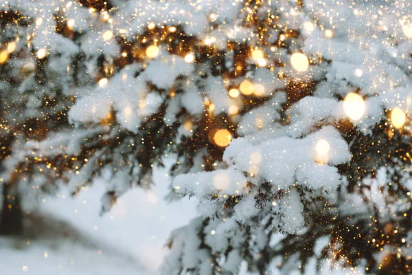 クリスマスのお祝いの背景。雪の冬の風景の中にふわふわのトウヒの枝。郵便はがきのためにモックアップスペースバナー — ストック写真