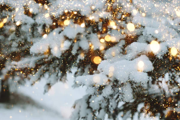 Christmas festive background. Fluffy spruce branches in snow winter landscape. Mock up for postcard copy space banner — Stock Photo, Image