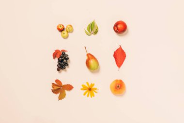 Sonbahar. Elma, armut, dökülen üzüm yaprakları pastel bir arka planla kaplıdır. Sonbahar düz düzeni