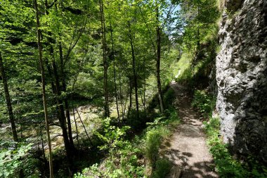 Ormanda harika bir gün: Ormanda güzel bir yürüyüş yolu / Avusturya