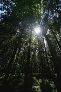 Ormanda güzel bir gün