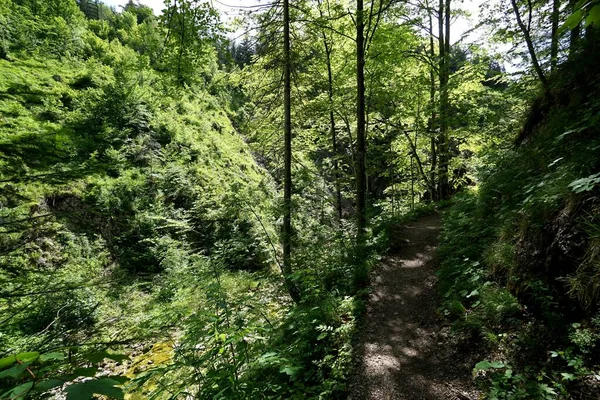 Hermosa Ruta Senderismo Bosque Austria — Foto de Stock