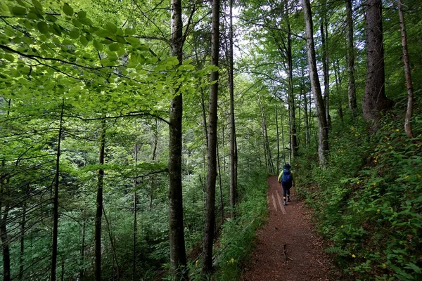Sporty Woman Hiking Beautiful Hiking Trail Forest Rakousko — Stock fotografie