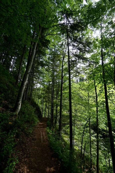 Krásná Turistická Stezka Lese Rakousko — Stock fotografie