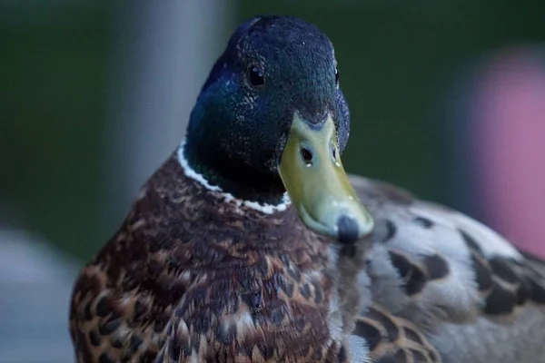 Mallard Anas Platyrhynchos Male Wild Duck Mallard Beautiful Portrait — 图库照片