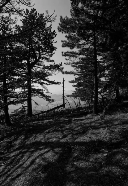 Lesní Scenérie Mrtvý Strom Obklopený Vysokými Borovicemi Černobílé Černobílý Záběr — Stock fotografie