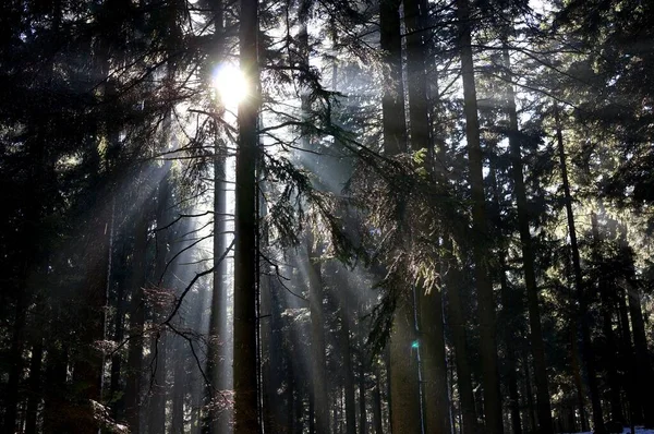 Majestátní Zimní Krajina Mrazivé Borovice Slunečního Svitu Při Západu Slunce — Stock fotografie