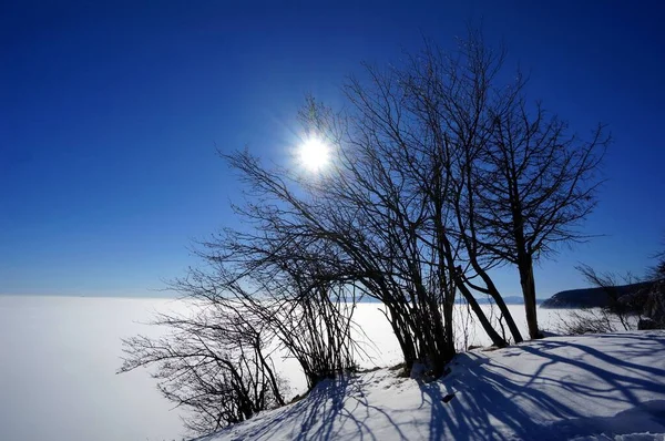 Harika Yürüyüş Havası Bulutların Üzerindeki Mükemmel Kış Günü Ağaç Küçük — Stok fotoğraf