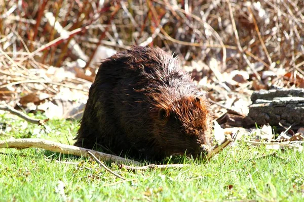 Hungry Beaver Sitting Grass Eating Wooden Branch — Stock Photo, Image