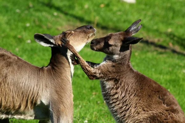 Kangaroos Boxing Playing Each Other — Stock Photo, Image