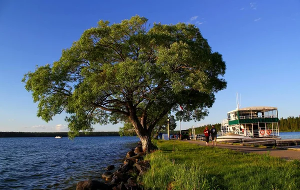 Tree at the Clear Lake Marina in Wasagaming on a sunny day with a clear blue sky  / Riding Mountains Nationalpark