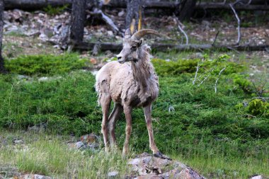 Genç Büyük Boynuz Koyunu- Ovis kanadensis portresi dağ arka planında
