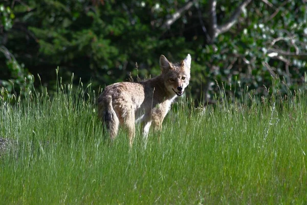 Coyote Canadiense Pie Hierba Alta Las Montañas Rocosas — Foto de Stock