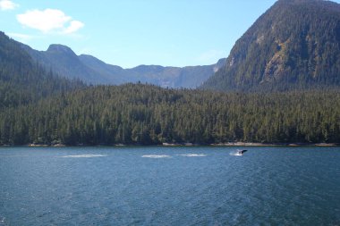 Kanada 'daki British Columbia' nın iç geçidinde kıyıdan önce gri bir balinanın kuyruk yüzgeci. Doğa ve Vahşi Yaşam kavramı.