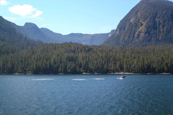 Kanada 'daki British Columbia' nın iç geçidinde kıyıdan önce gri bir balinanın kuyruk yüzgeci. Doğa ve Vahşi Yaşam kavramı.