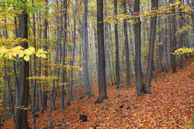 Ormanda güzel bir sonbahar günü