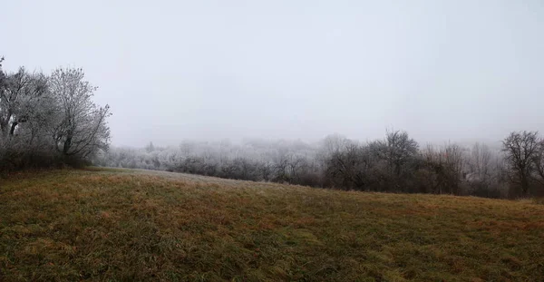 Malebná Krajina Lesa Husté Bílé Mlze — Stock fotografie