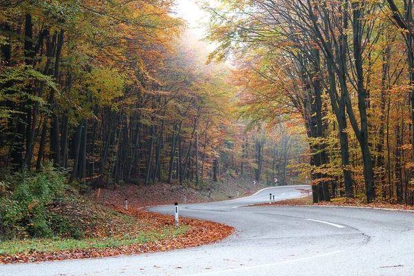 絵のような風景の中に曲がりくねった森の道 旅行のコンセプト — ストック写真