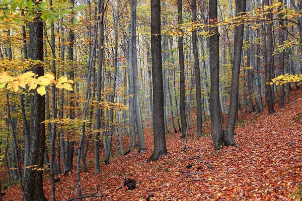 Maravilhoso Dia Outono Uma Floresta Austríaca — Fotografia de Stock