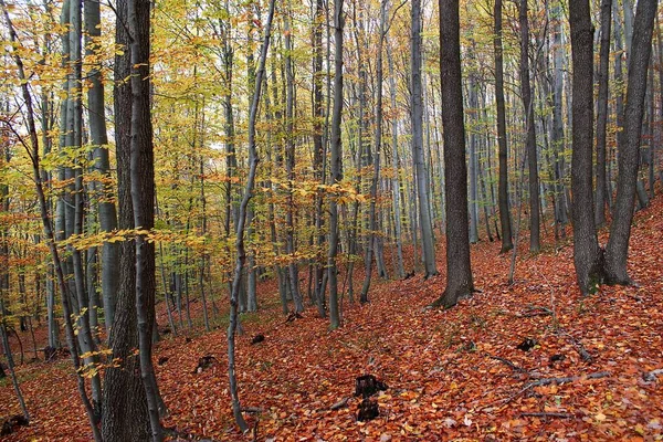 Podzimní Scenérie Les Listnatých Stromů Ozářený Slunečními Stromy Mlze — Stock fotografie