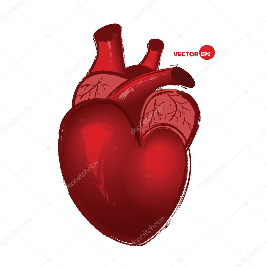 Anatomical human heart on white background, drawing in cartoon style. Realistic  red heart, Valentines Day greeting card with real heart sketch. Biology and  anatomy scetch. Stock Vector by ©zeffirka84 100118168