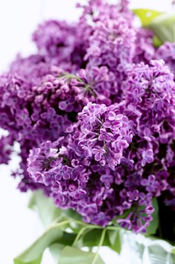 Menekşe leylak brunch closeup