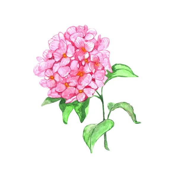 Aquarela hortênsia rosa — Fotografia de Stock