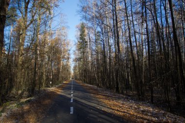 Асфальтированная дорога в лесу